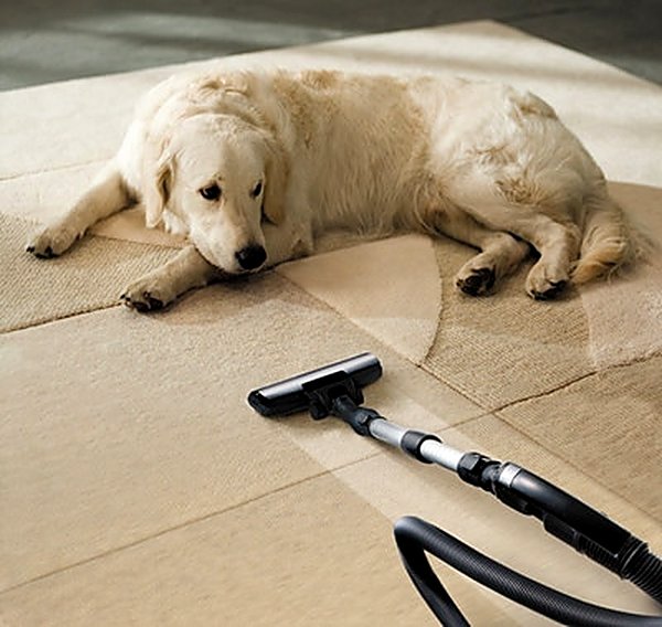 Pet Stain & Odor in San Antonio, TX